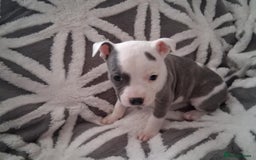 Staffordshire Bull Terrier dogs for sale: Staffordshire Puppies - Image 2