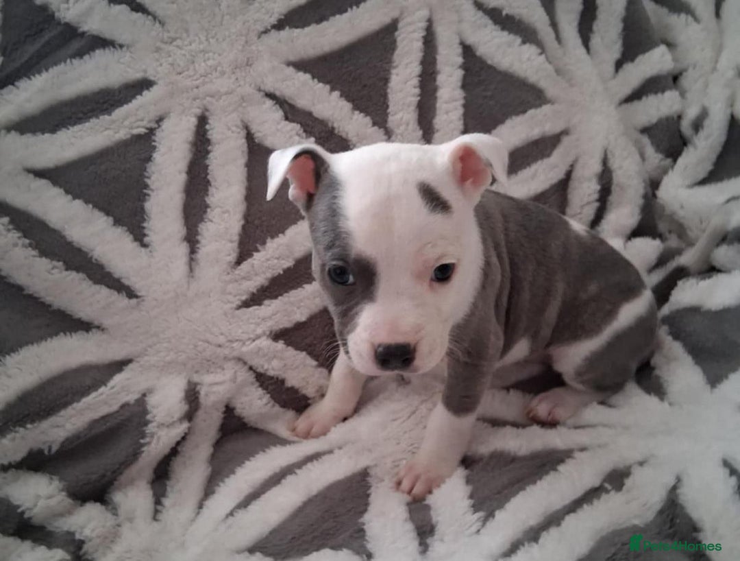 Staffordshire Bull Terrier dogs for sale: Staffordshire Puppies - Image 2