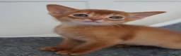 Abyssinian cats for sale: Gorgeous Abyssinian Kittens Ready Now - Advert 8