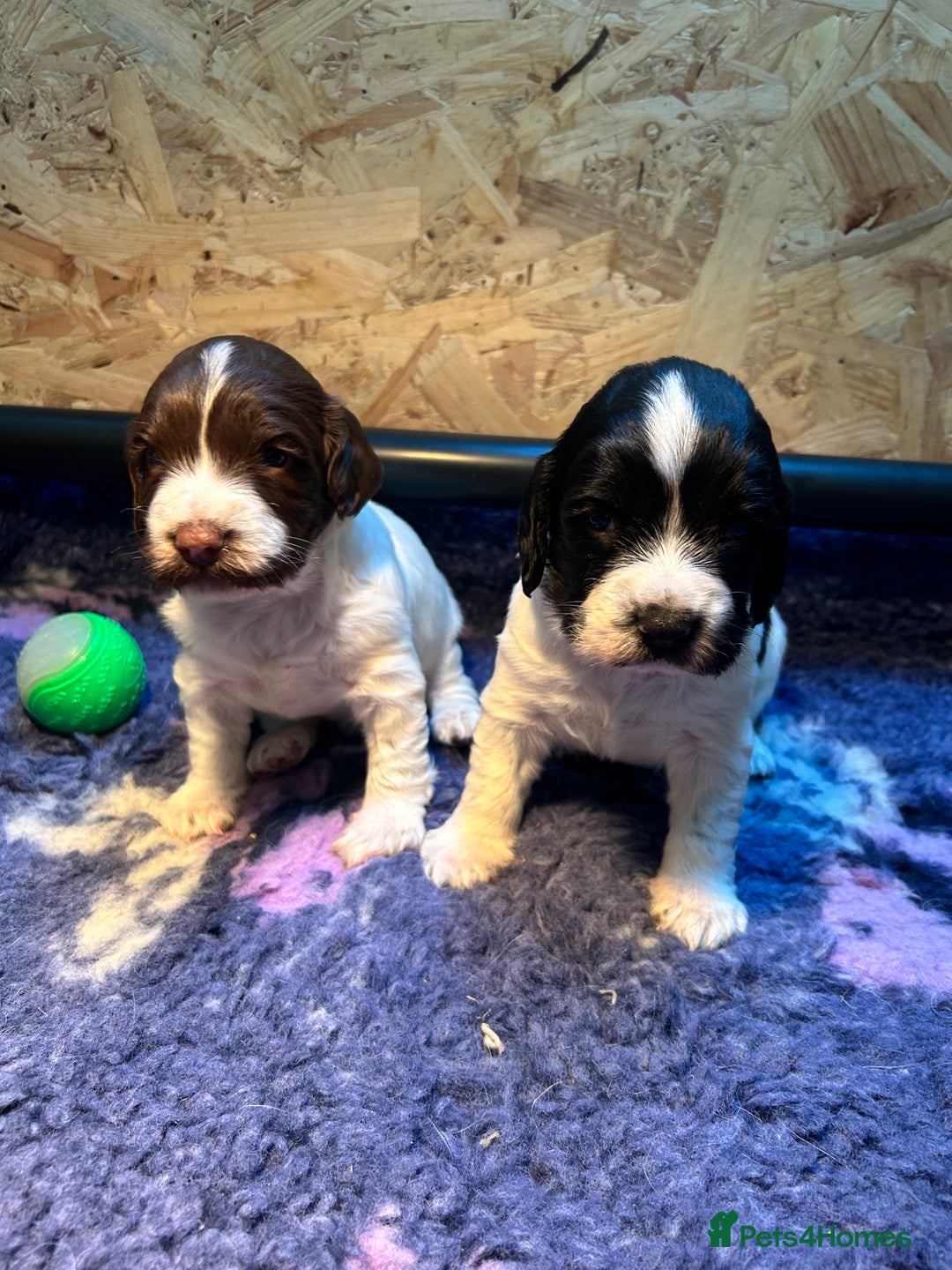 English Springer Spaniel dogs for sale: Working Springer Spaniel Puppies  - Advert 8