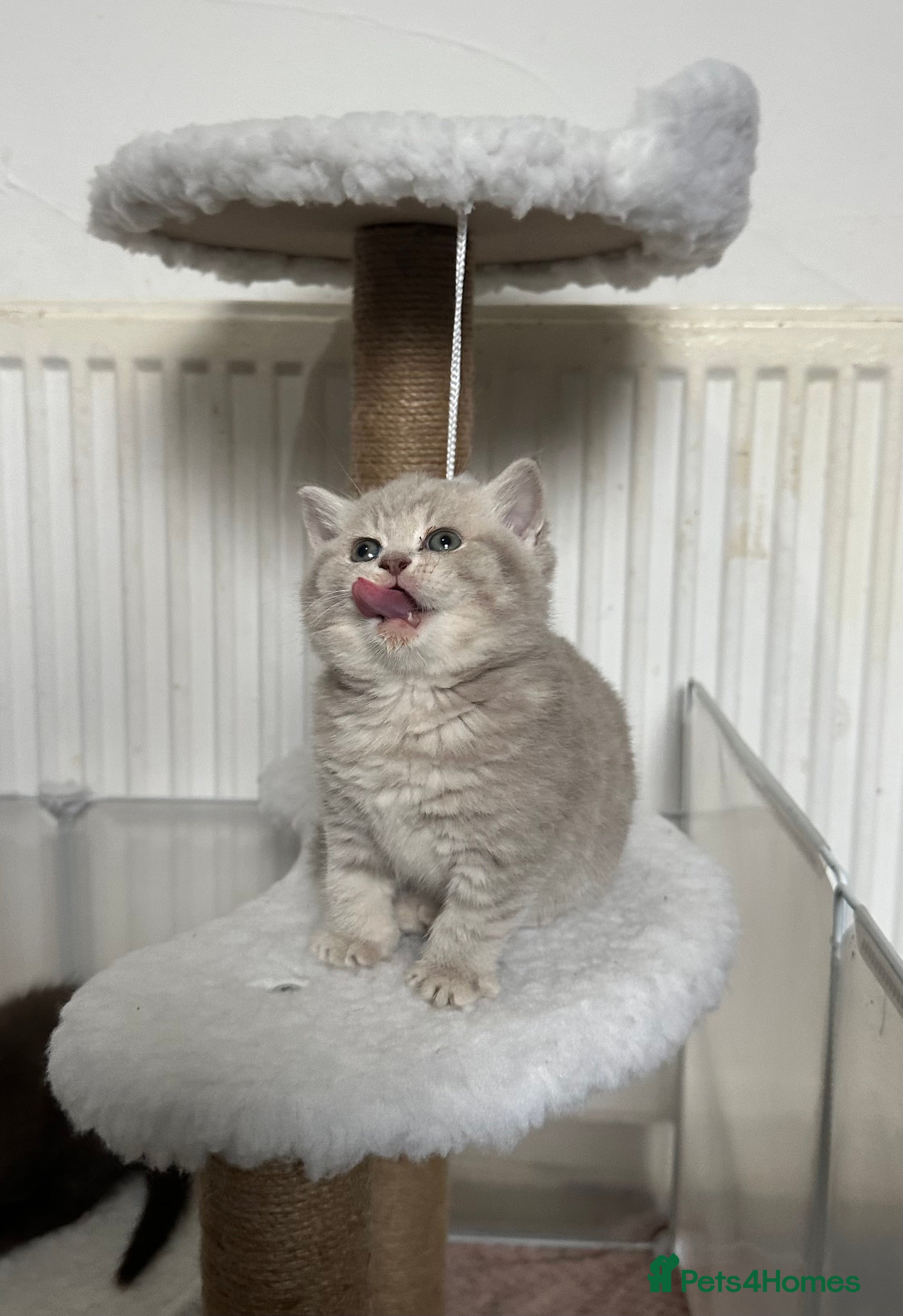 British Shorthair cats 2 Girls left! TICA REG British Shorthairs 💜 - Advert 7