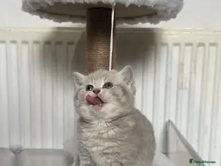 British Shorthair cats 2 Girls left! TICA REG British Shorthairs 💜 - Advert 7