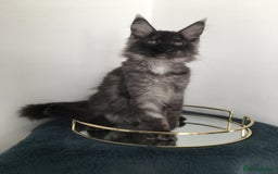 Maine Coon cats for sale: Mainecoons kittens Xl pedigree - Image 12