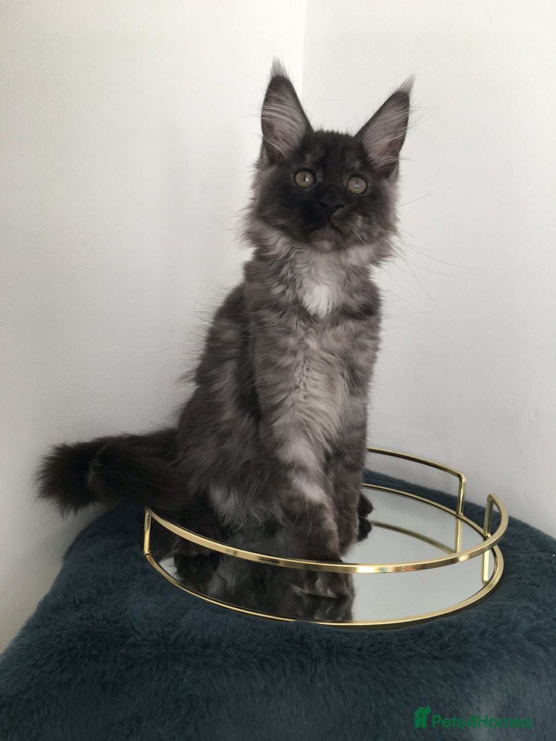Maine Coon cats for sale: Mainecoons kittens Xl pedigree - Image 12