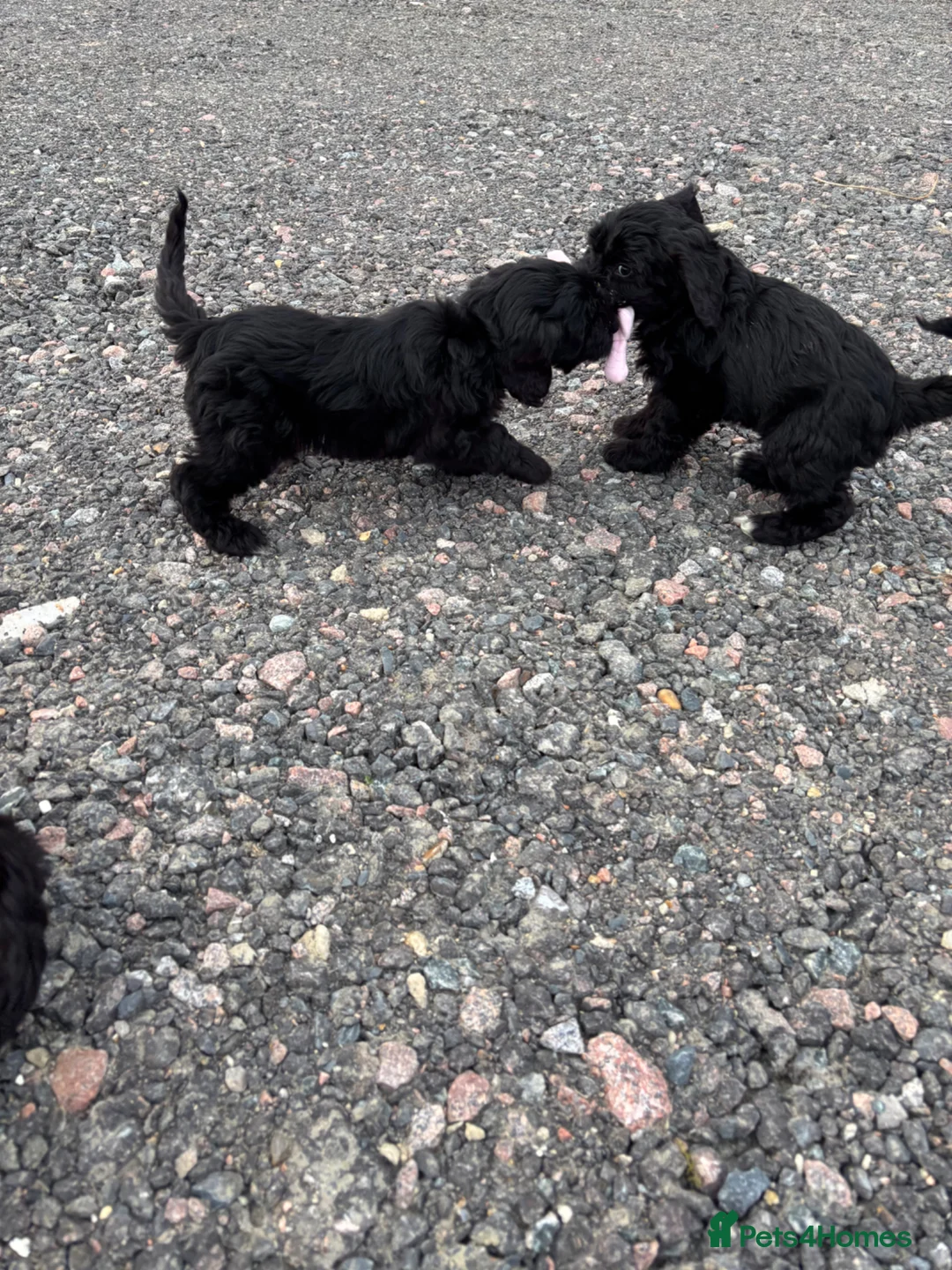 Cockapoo dogs for sale: Cockapoo puppy’s  - Advert 14