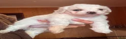 Mixed Breed dogs for sale: Bichon Maltese puppies - Advert 2