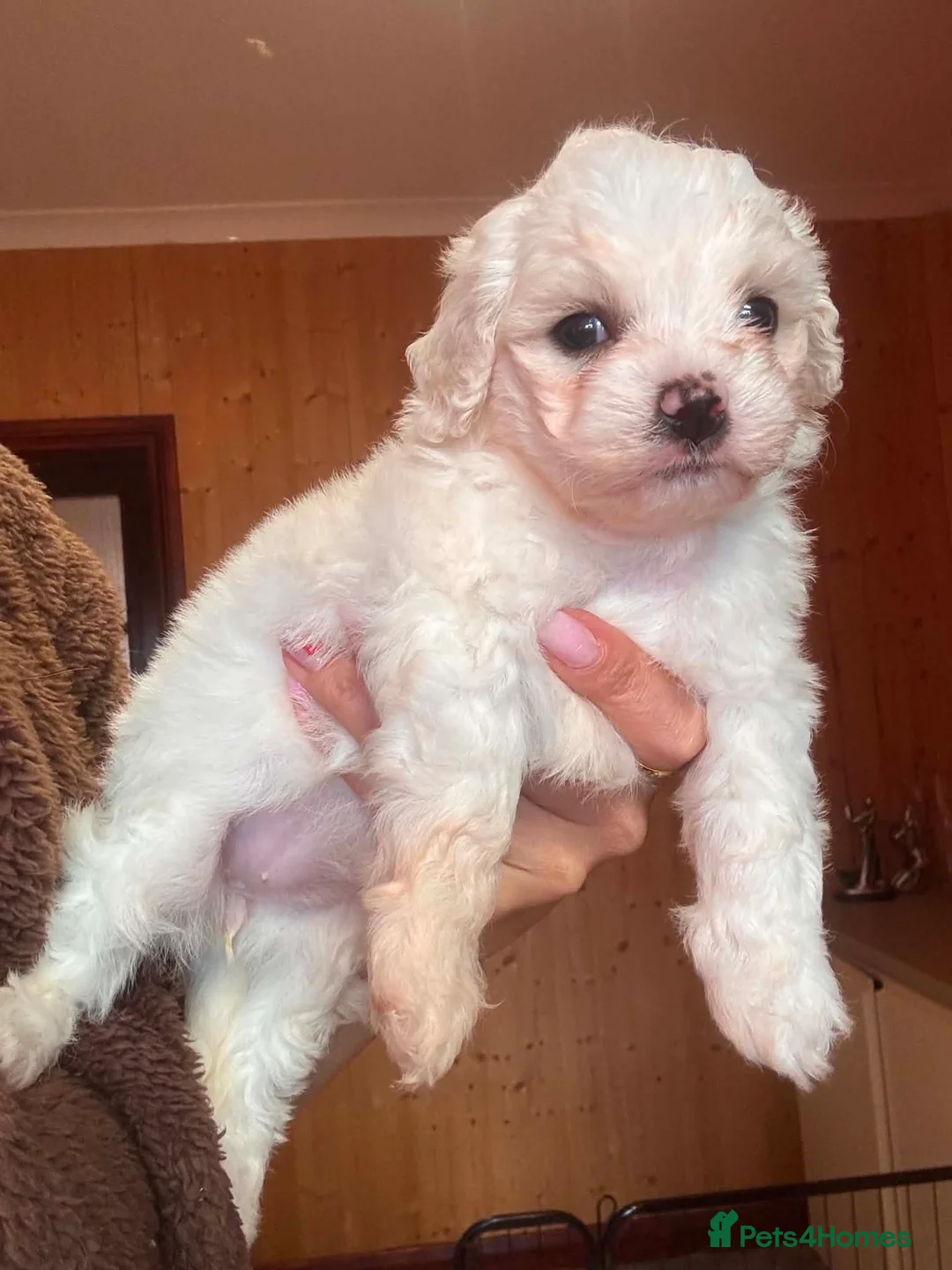 Mixed Breed dogs for sale: Bichon Maltese puppies - Advert 2