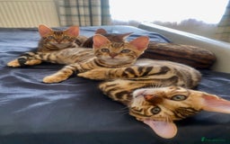 Bengal cats for sale: TICA register.ONLY 2 BOYS 🙀😺LEFT !!! in Northampton - Image 9