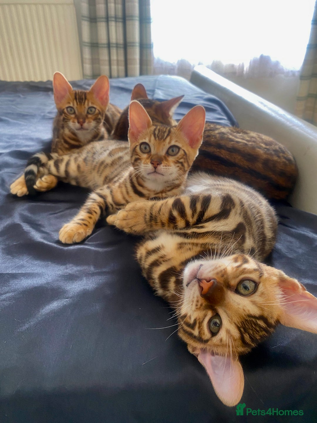 Bengal cats for sale: TICA register.ONLY 2 BOYS 🙀😺LEFT !!! in Northampton - Image 9