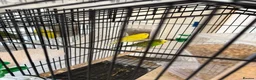Budgerigars birds for sale: Budgies with Huge Cage and all other accessories in Coventry - Advert 8