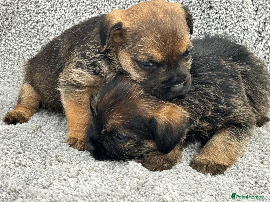Border Terrier dogs for sale: Border terrier puppies - Advert 2
