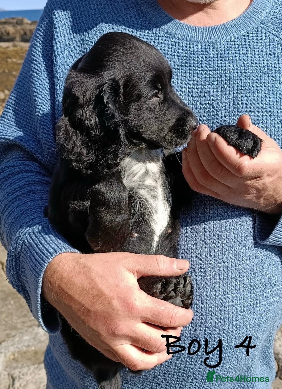 Cocker Spaniel dogs Exceptional KC Cocker Spaniel Puppies - Advert 2
