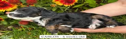 Cockapoo dogs for sale: F1 Cockapoo Tricolour Boys for Sale - Advert 5