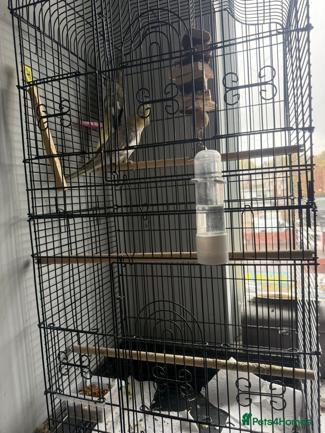 Cockatiels birds for sale: Beautiful Cockatiels Looking for a Loving Home - Advert 2
