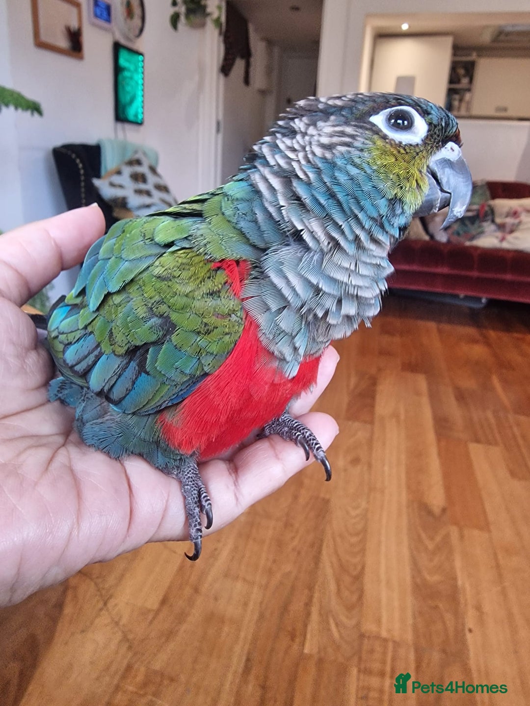 Conures birds for sale: Crimson-Bellied Green Cheek Conure - Image 1