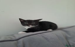 Domestic Shorthair cats for sale: 2 female kittens for sale - Image 11