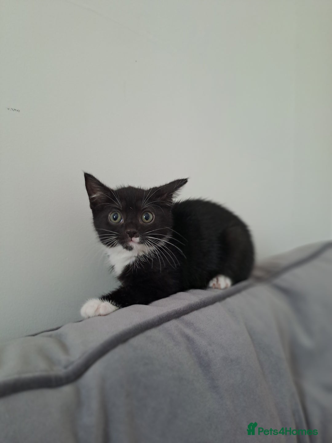 Domestic Shorthair cats for sale: 2 female kittens for sale - Image 11