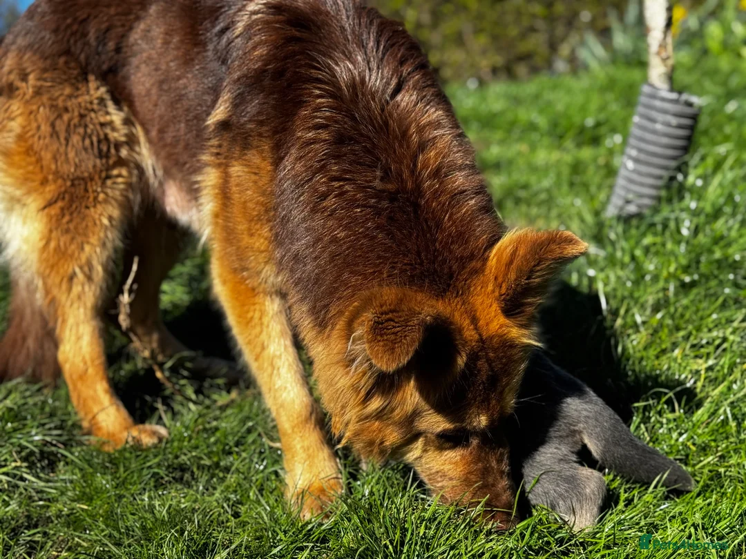 German Shepherd dogs for sale: 💙 KC reg GSD 💙 - Advert 2