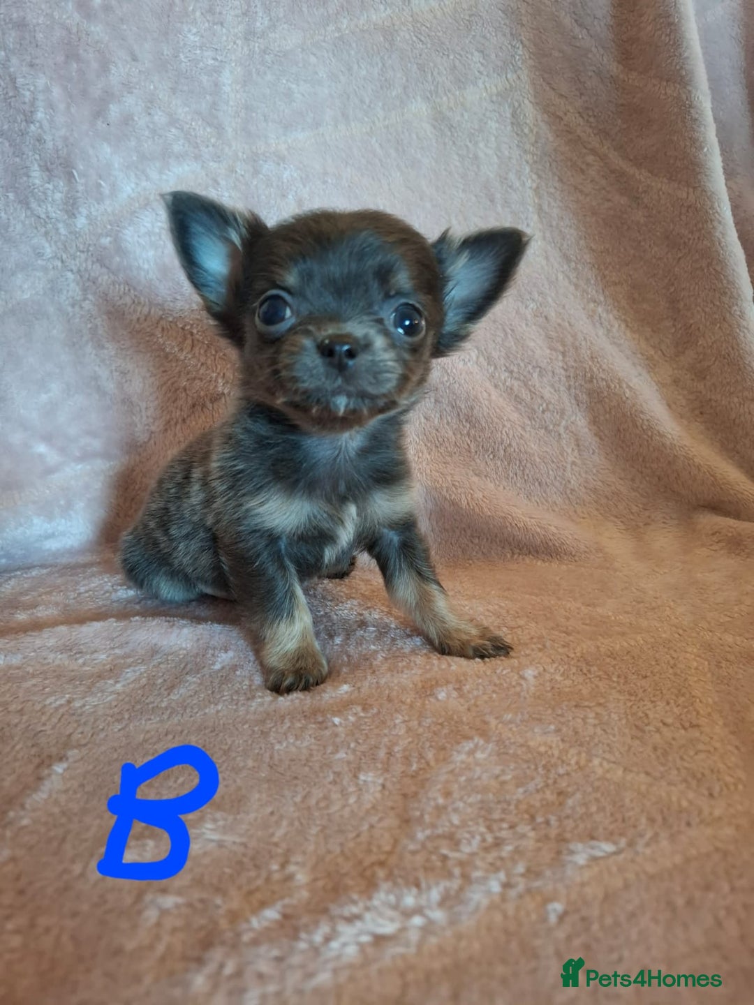 Chihuahua dogs for sale: 3 Tiny Chihuahua Pups Ready to leave  - Advert 10