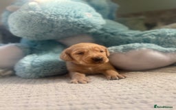 Cockerdor dogs for sale: 🐶Cockerdor Puppies 🐶 - Image 18
