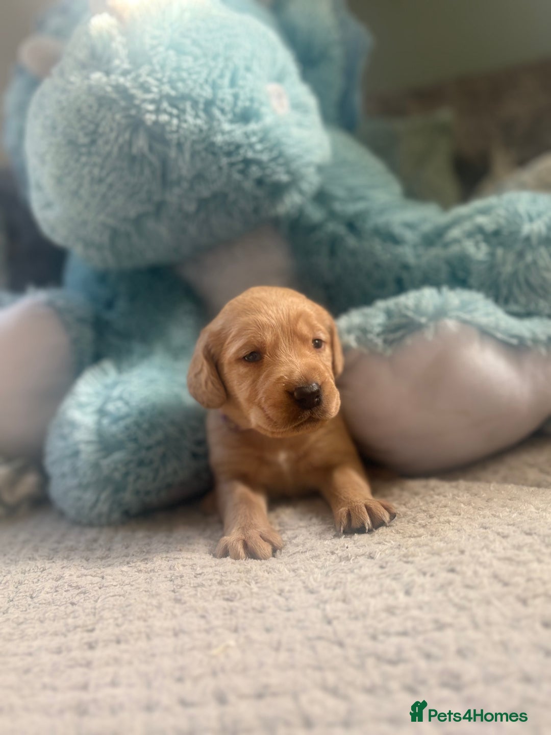 Cockerdor dogs for sale: 🐶Cockerdor Puppies 🐶 - Image 18