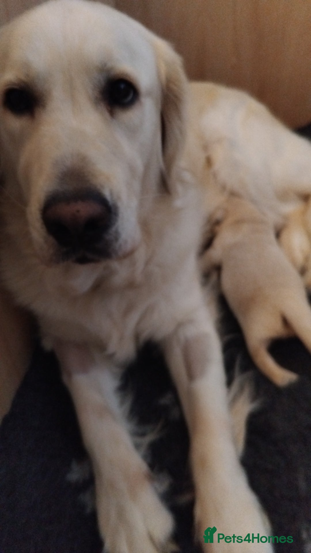 Golden Retriever dogs for sale: 1 x Male Golden Retriever - Advert 3