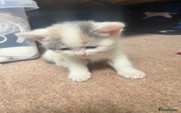 Mixed Breed cats for sale: Sweetest 5 kittens  - Image 9