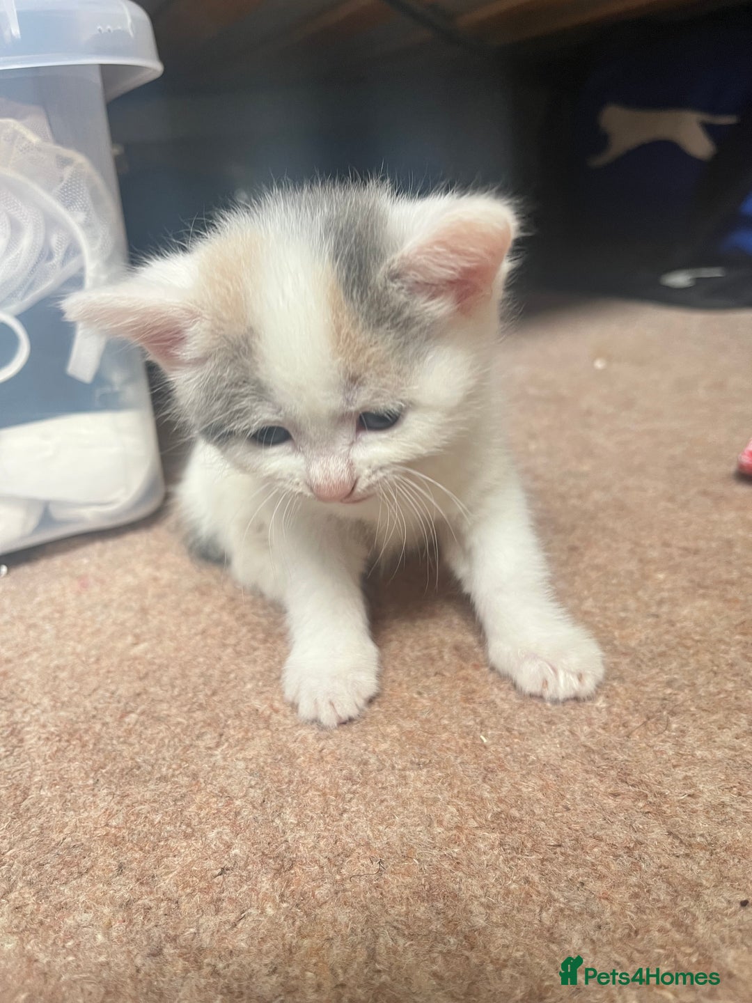 Mixed Breed cats for sale: Sweetest 5 kittens  - Image 9