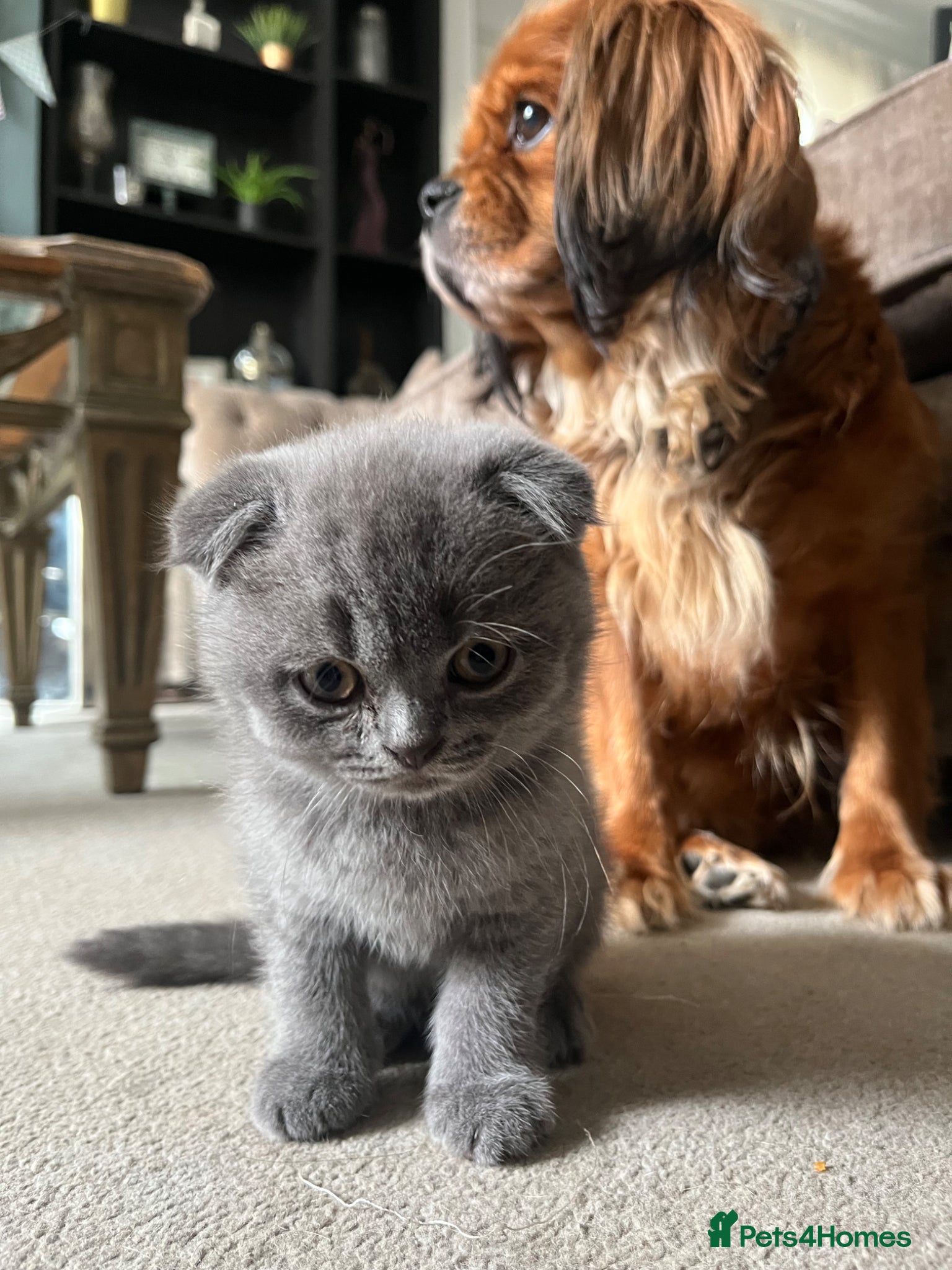 Scottish Fold cats Super Cute Scottish Fold Kittens Available  - Advert 1
