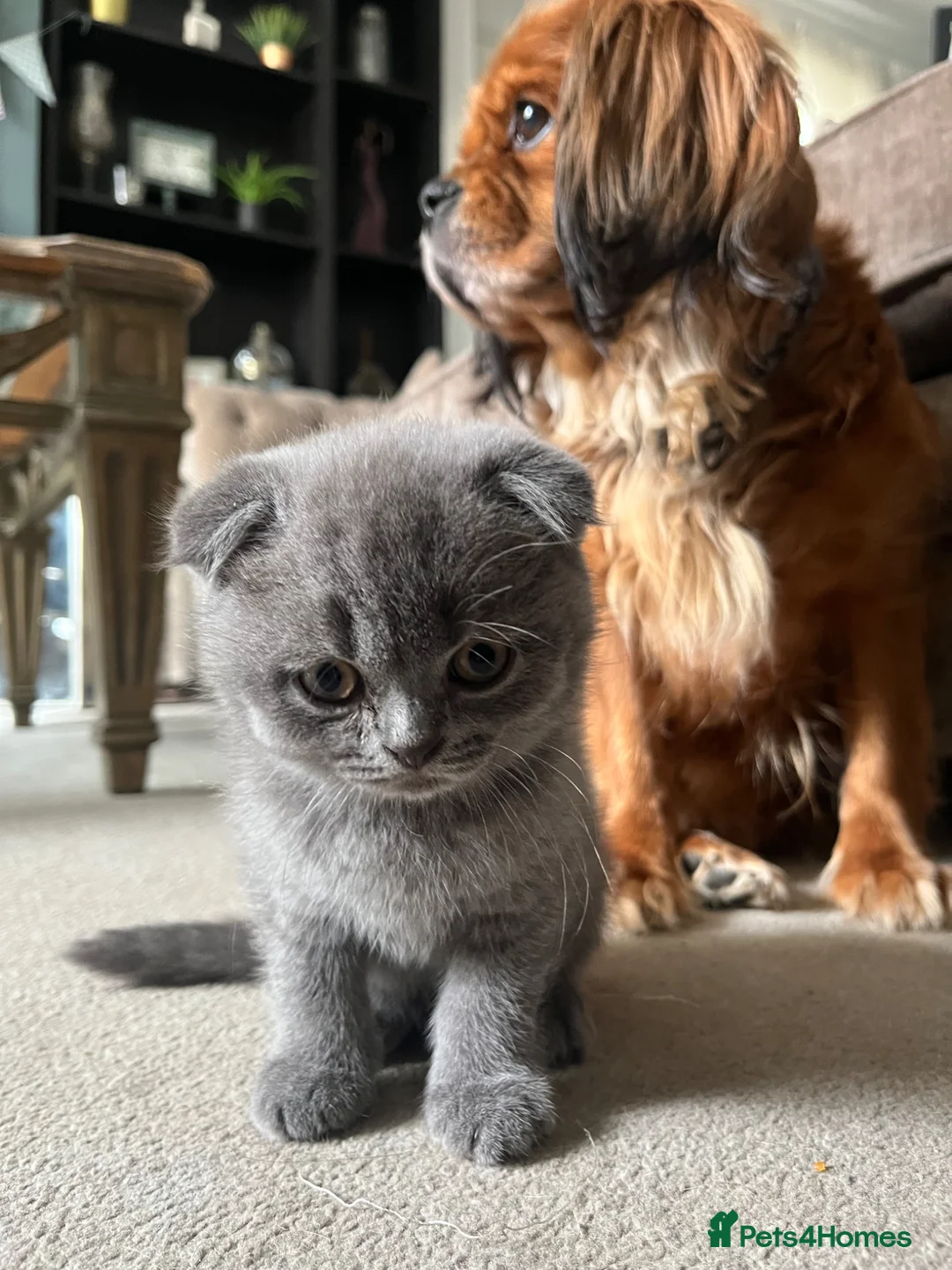 Scottish Fold cats for sale: Super Cute Scottish Fold Kittens Available  - Advert 1