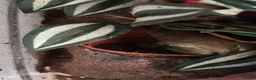 Frog reptiles for sale: Whites tree frogs x6 with terrarium  - Advert 5