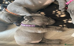 Staffordshire Bull Terrier dogs for sale: solid blues - Image 22