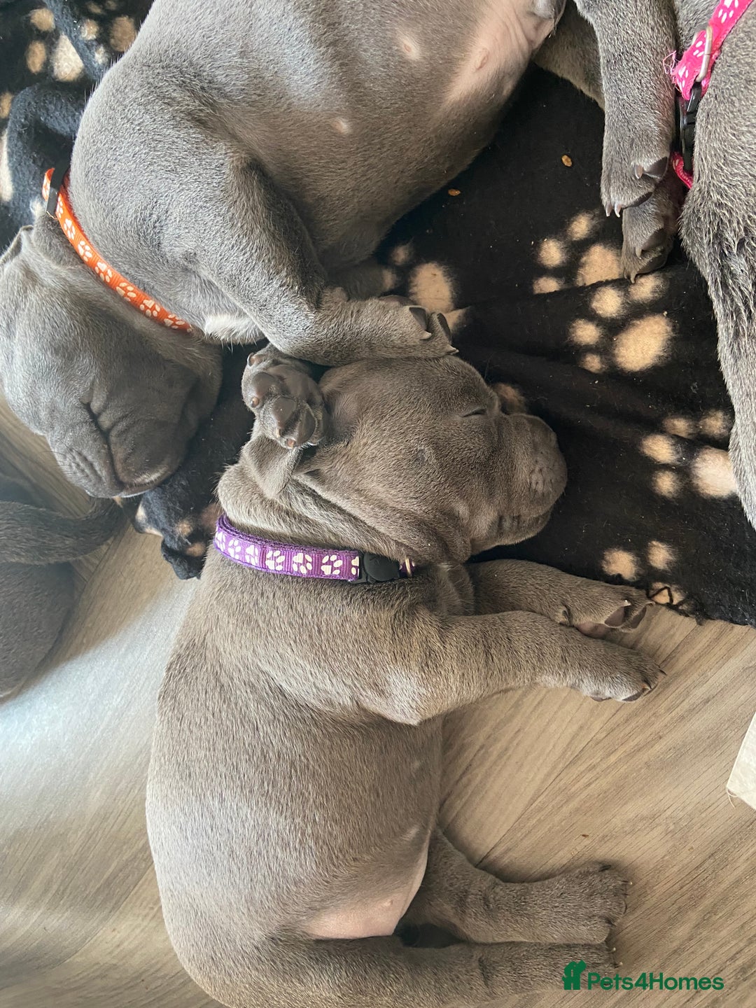 Staffordshire Bull Terrier dogs for sale: solid blues - Image 22