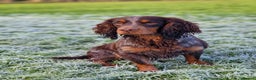 Cocker Spaniel dogs for stud: Health Tested liver roan and tan  working cocker   in Malton - Advert 4