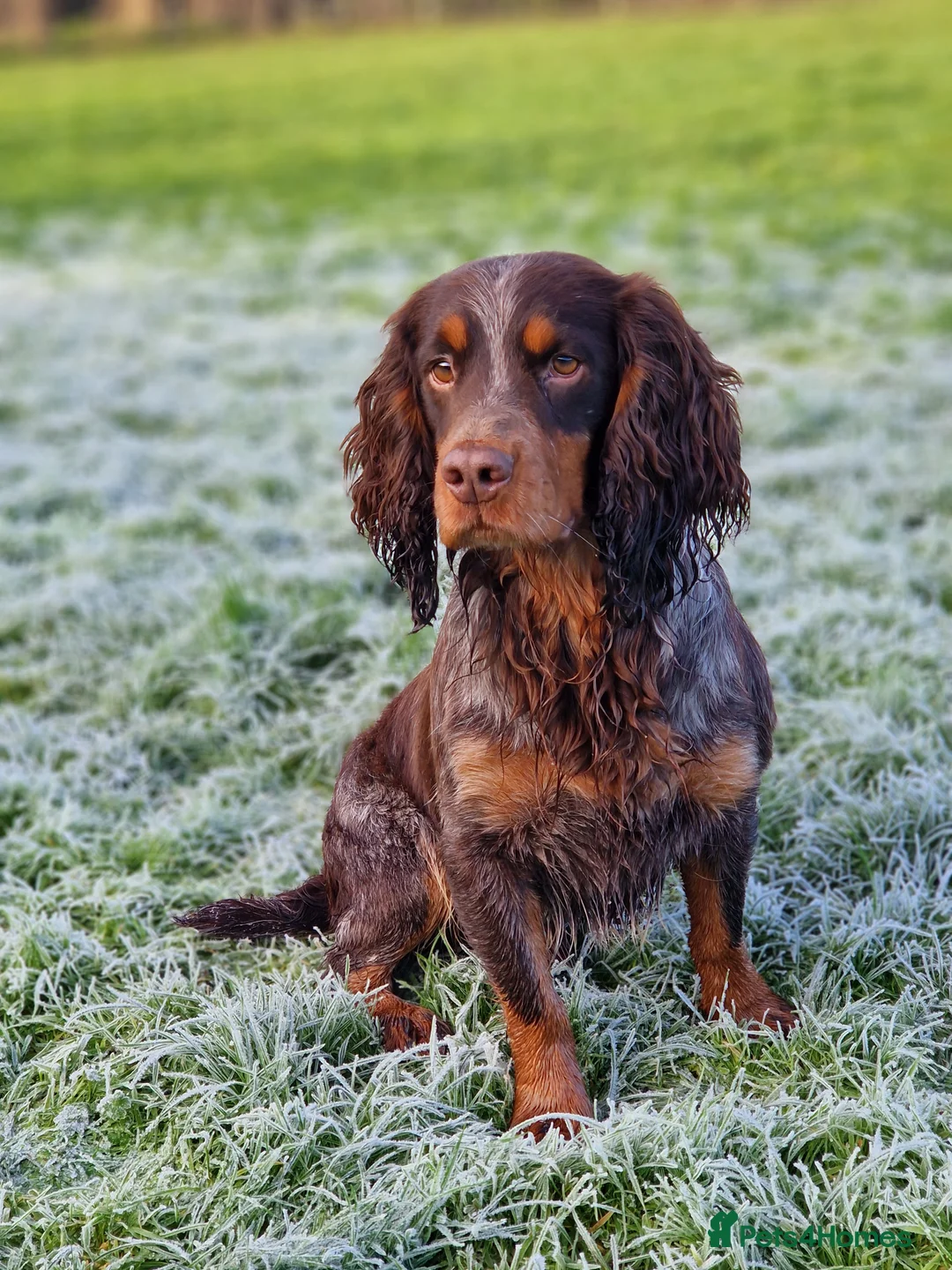 Cocker Spaniel dogs for stud: Health Tested liver roan and tan  working cocker   in Malton - Advert 5