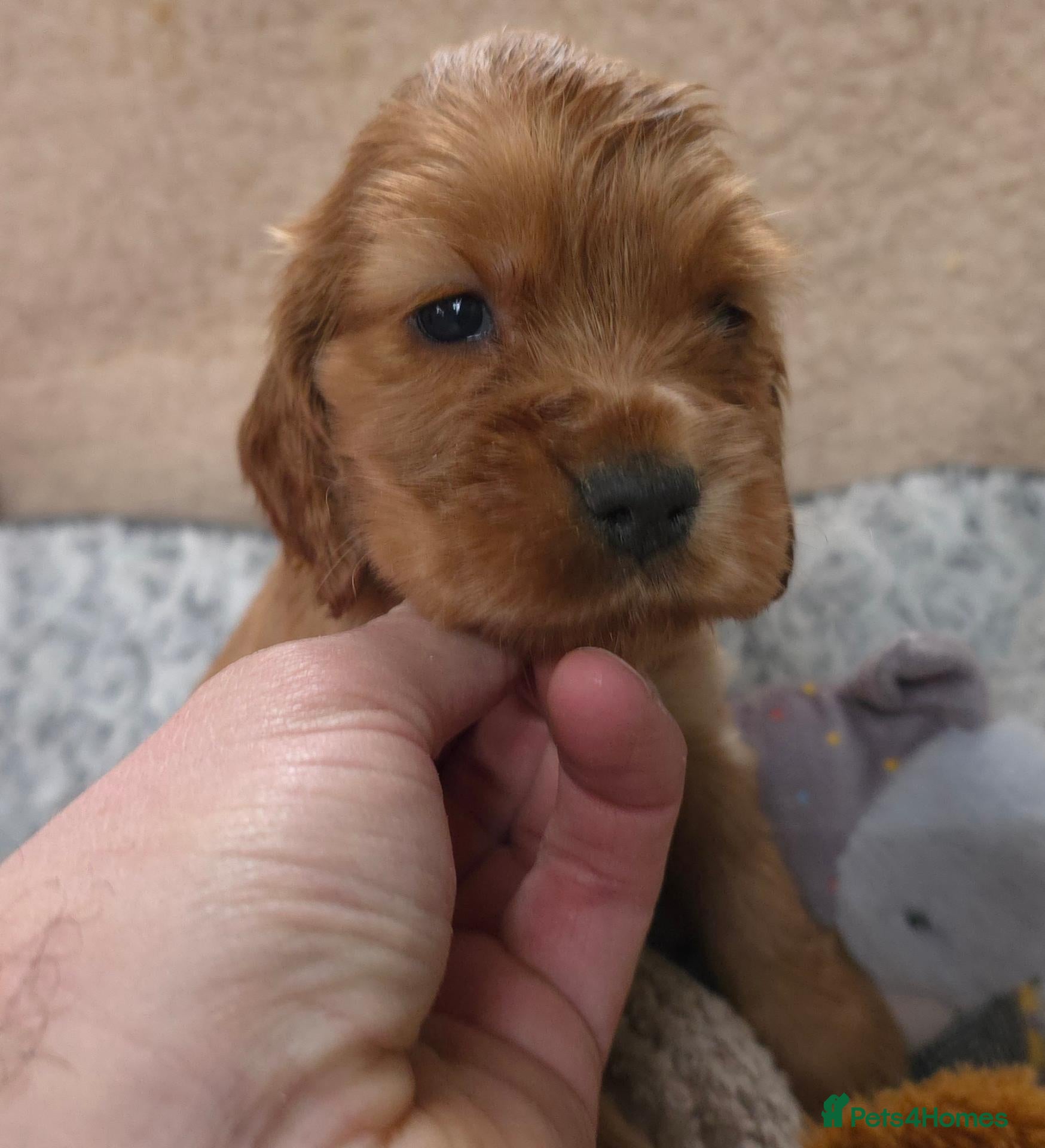 Cocker Spaniel dogs for sale: ⭐️ Show Type - Dna tested Puppies ⭐️ - Advert 16