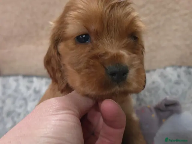 Cocker Spaniel dogs for sale: ⭐️ Show Type - Dna tested Puppies ⭐️ - Advert 16