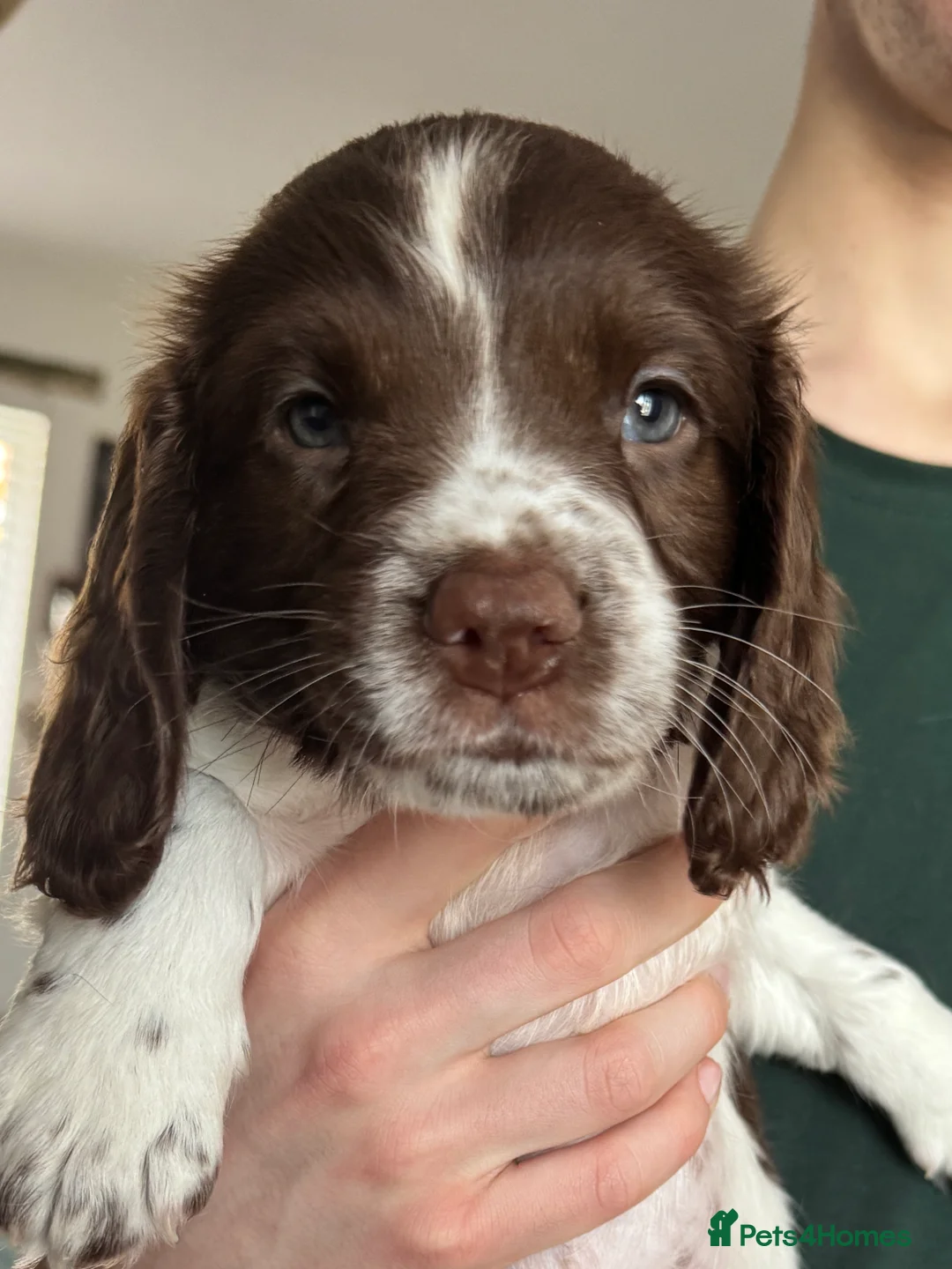English Springer Spaniel dogs for sale: Beautiful KC Springer puppies - Advert 7