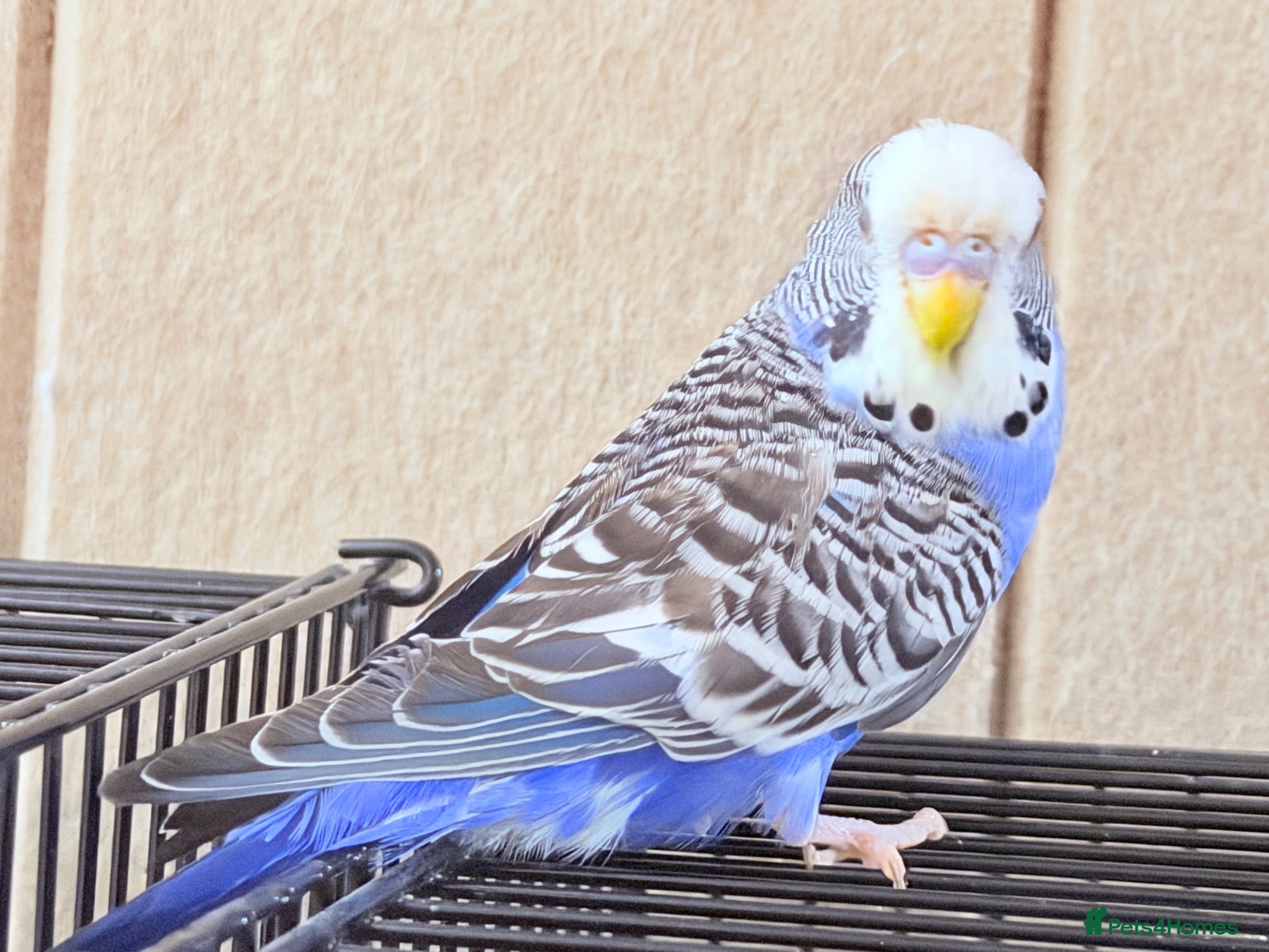 Budgerigars birds Beautiful budgies available  - Advert 2