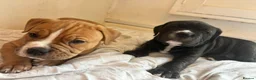 Mixed Breed dogs for sale: Puppy for sale - Advert 5