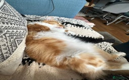 Persian cats for adoption: Super Loving Tripod Girl - Image 9