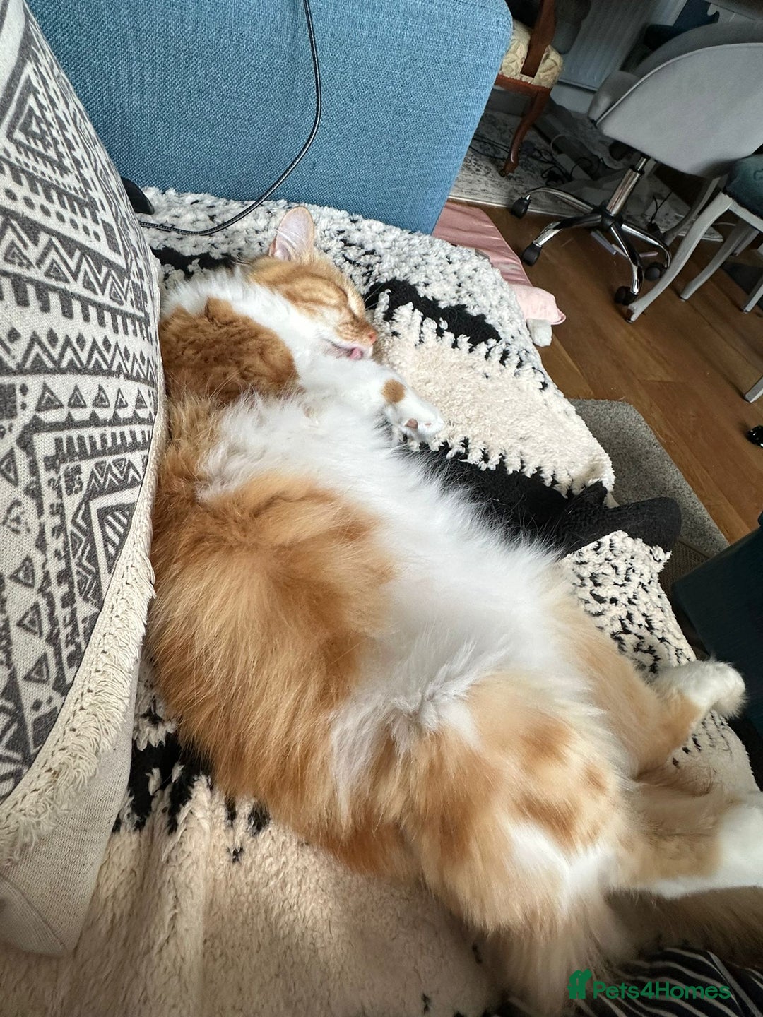Persian cats for adoption: Super Loving Tripod Girl - Image 9