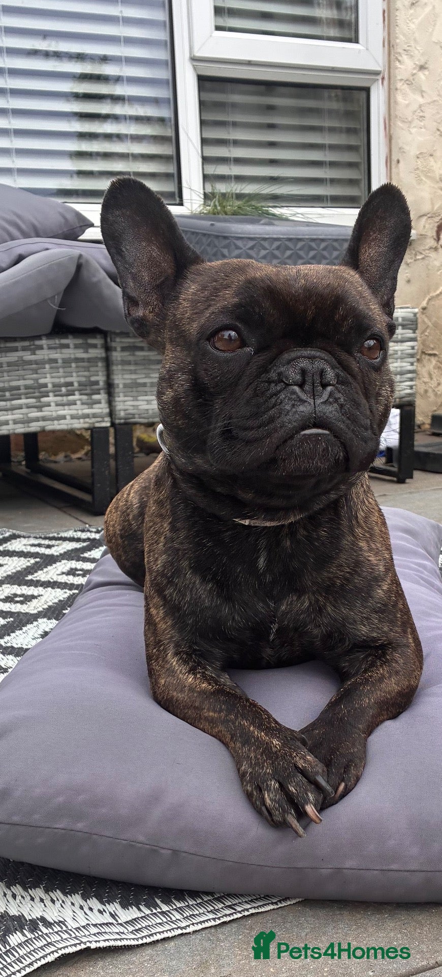 French Bulldog dogs 🐾 French Bulldog Girl – 4 Years Old 🐾 - Advert 1