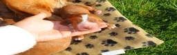 Cocker Spaniel dogs for sale: Beautiful Cocker spaniel puppies (working) - Advert 10