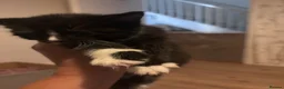 Mixed Breed cats for sale: Gorgeous little Ones.  - Advert 14