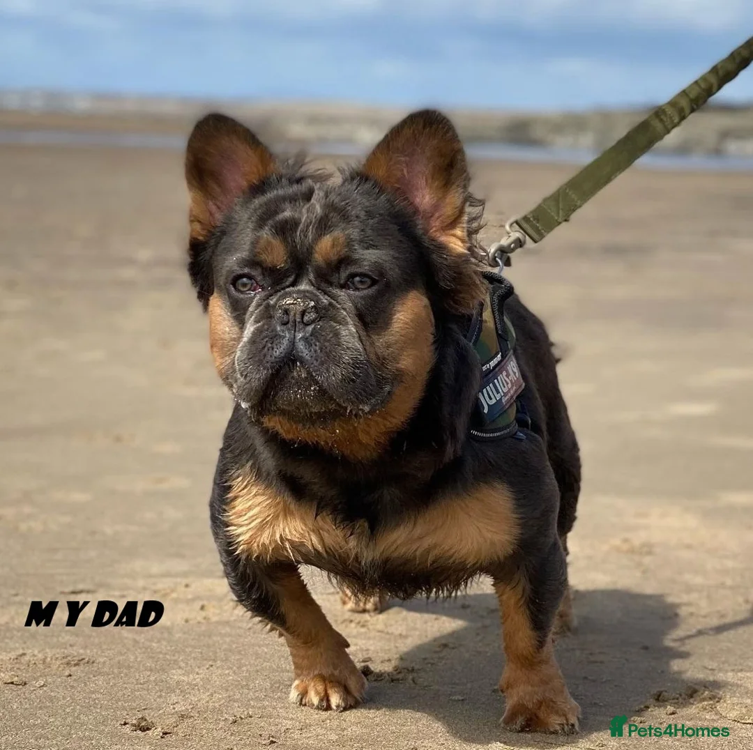 French Bulldog dogs for stud: 🔥 PLATINUM LILAC & TAN FLUFFY - WELL PROVEN- KC   in Blackpool - Advert 15