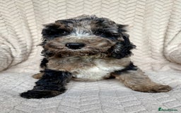 Cockapoo dogs for sale: Amazing tri-coloured girl - Image 2