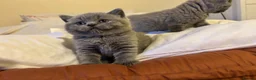 British Shorthair cats for sale: 🐾 Beautiful British Shorthair Kittens 🐾 in Huddersfield - Advert 3