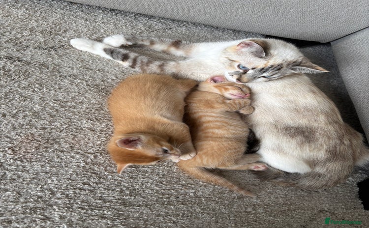 Mixed Breed cats - Advert 1