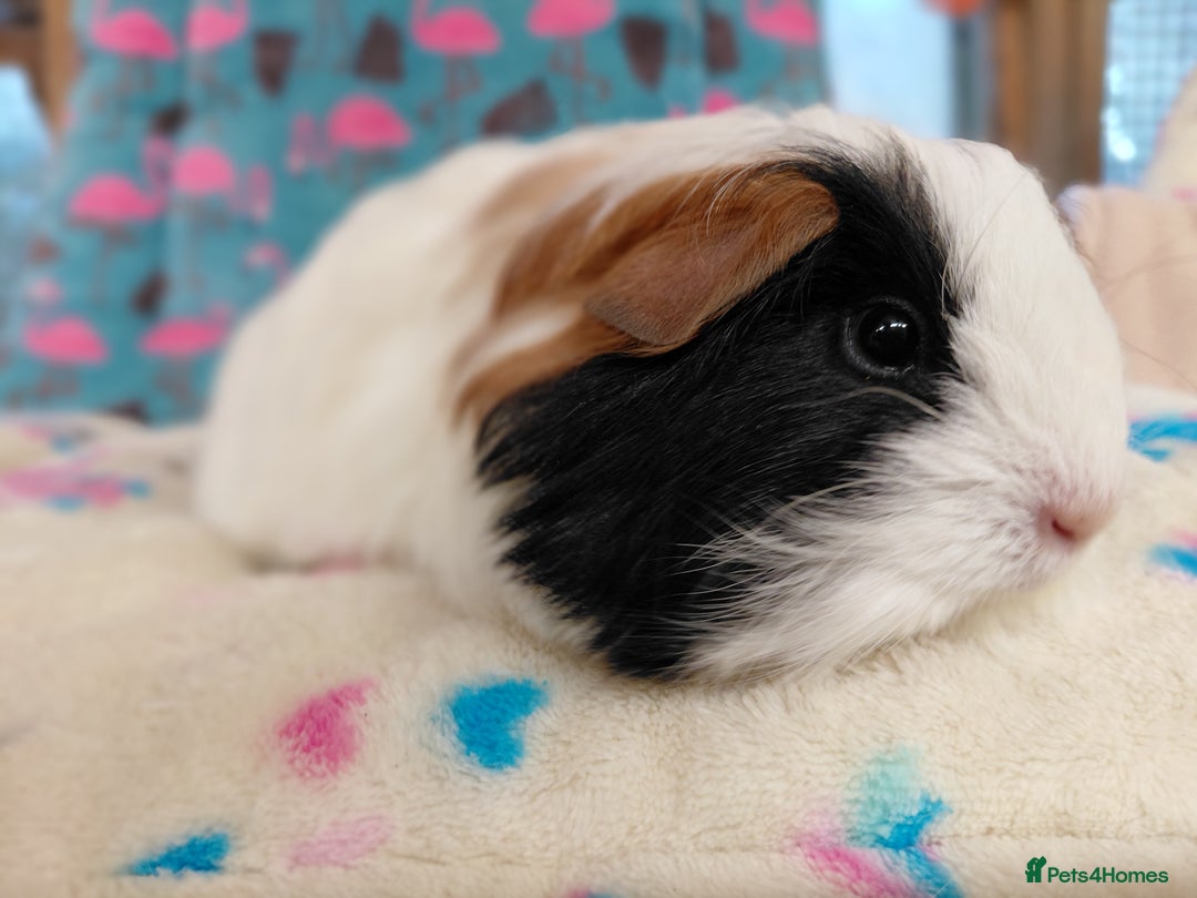 Guinea Pig rodents for sale: Baby Longhaired Brothers/Teddies Available RTR - Image 21